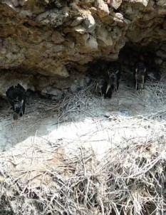 Türkiye'de Nadir Bulunan 'Kara Leylekler' Bingöl'de Ilk Defa Dron Ile Görüntülendi