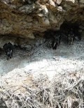 Türkiye'de Nadir Bulunan 'Kara Leylekler' Bingöl'de Ilk Defa Dron Ile Görüntülendi Haberi