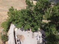 Yozgat'ta 2 Asirlik 'Ulu Kavak' Ziyaretçilerini Agirliyor Haberi