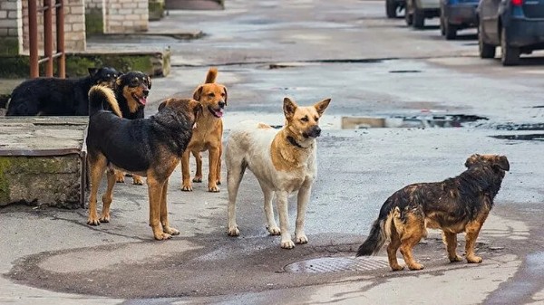 Hapis cezası geliyor! Sorumsuz belediye hesap verecek