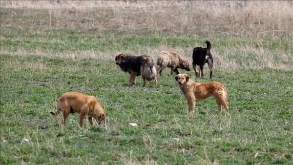 Hapis cezası geliyor! Sorumsuz belediye hesap verecek