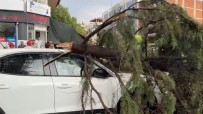 Burdur'da Firtinada Kirilan Agaç Aracin Üzerine Devrildi Haberi