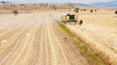 Çiftçi Hasat Derdinde Leylekler Ise Riziklarinin Pesinde