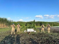Sazliklarin Arasina Ekilen Binlerce Kök Keneviri Jandarma Dron Ile Buldu