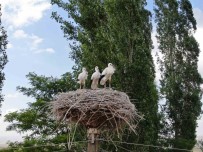 Yavru Leylekler Uçmaya Hazirlaniyor Haberi
