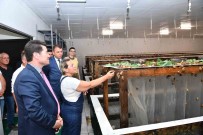 Bulgaristan'dan Getirip Trabzon'da Üretmeye Basladilar Haberi