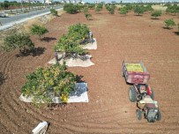 Kilis'te Fiyati Altin Ile Yarisan Boz Fistigin Hasadi Basladi Haberi