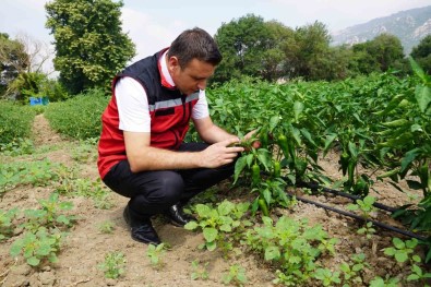 Osmaniye'de Domates Ve Biber Hasadi