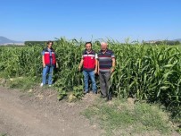 Simav'da Ekimi Yapilan Yüzde 50 Hibe Destekli Sorgum Sudan Otu Kontrolleri