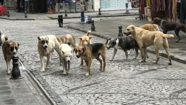 Cumhurbaşkanı Erdoğan'dan başıboş köpek sorunu açıklaması! 'Asla taviz yok bu işi bitireceğiz'