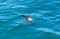 Artvin'de Denizde Bulunan Erkek Cesedinin Kimligi Belli Oldu Haberi