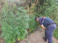 Balikesir'de 150 Kök Kenevir Ele Geçirildi