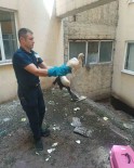 Binanin Havalandirma Bosluguna Düsen Leylek Yaralandi Haberi