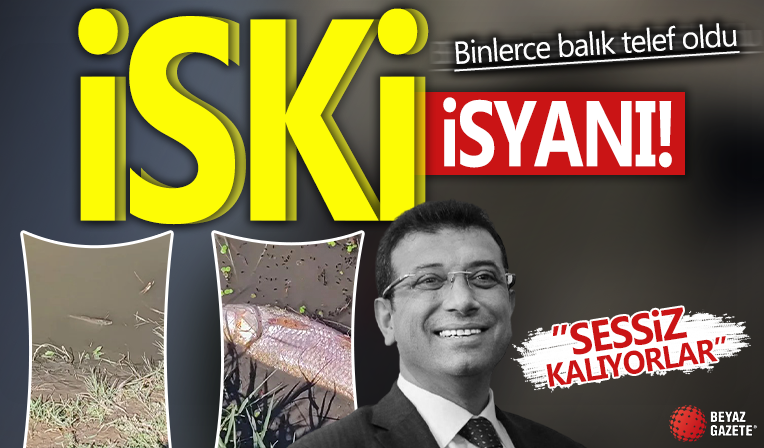 Vatandaşlardan İSKİ isyanı! İstanbul Eyüpsultan'da binlerce balık telef oldu: 'Sessiz kalıyorlar!'