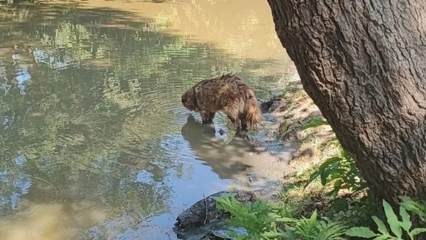 Vatandaşlardan İSKİ isyanı! İstanbul Eyüpsultan'da binlerce balık telef oldu: 'Sessiz kalıyorlar!'