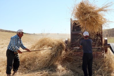 36 Derece Sicakta Kislik Yem Mücadelesi