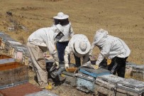 Aricilar Hasat Için Gün Sayiyor