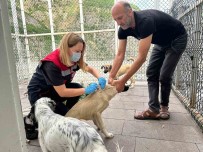 Artvin'de Kuduz Süphesi
