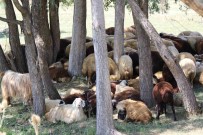 Besiciler Sicaktan Etkilenen Büyükbas Hayvanlarini Derede, Küçükbas Hayvanlarini Da Agaç Diplerinde Serinletiyor