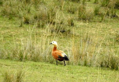 Erzincan'da Eksisu Birçok Kus Türüne Ev Sahipligi Yapiyor