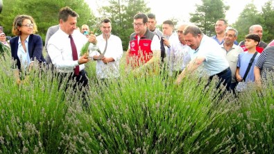 Mugla Büyüksehir Belediyesi'nden Lavanta Senligi