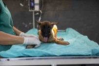Sahibi Tarafindan Terk Edilen Köpek, Bakimevindeki Tedaviyle Iyilesiyor Haberi