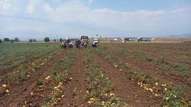 Sandikli'da 40 Bin Dekar Alanin Üzerinde Ekimi Yapilan Patates Hasati Basladi