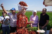 Edirne'de Kavurucu Sicaklar Karaagaç Biberinde Hasadi Geciktirdi Haberi