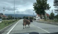 Inek Araçlara Aldiris Etmeden Trafigi Tehlikeye Soktu Haberi