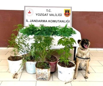 Tarlada Saksi Içerisine Ekilmis 27 Kök Kenevir Ele Geçirildi