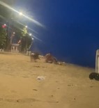 Yalova'da Sahilde Güres Antrenmani Yapan Genci Köpek Isirdi Haberi