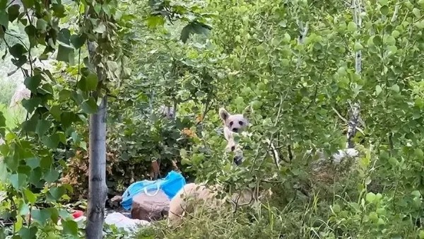 Piknikte 'Ayı' paniği! Arkalarına bakmadan kaçtılar...