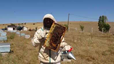 Bozok Yaylasi'nda Bal Hasadi Bir Ay Erken Basladi