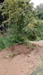 Findik Agaci Yolda Kayip Gitti, Görenler Gözlerine Inanamadi Haberi