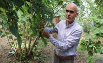 Findikta Bir Rekolte Tahmini De Giresun Ziraat Odasi'ndan