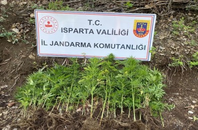 Isparta'da Yasa Disi Kenevir Ekimi Yapan 1 Sahsa Adli Islem Baslatildi
