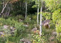 Nemrut'a Giden Piknikçilere Ayi Sürprizi