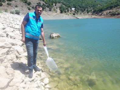 Tokat'ta Göletler Pullu Sazanla Canlanacak