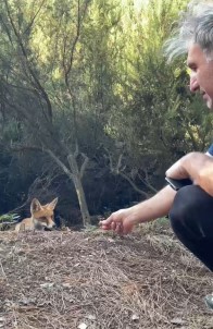 Yalova'da Bir Vatandas Aç Tilkiyi Elleriyle Besledi