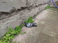 Yarali Güvercine Sefkat Eli