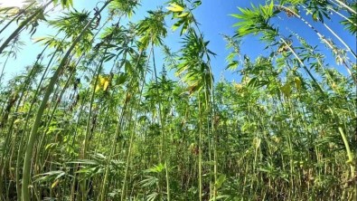 'Yesil Altin' Kenevirin Son Kalesi 'Samsun'