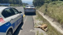 Bolu Dagi'nda Avcilardan Kaçtigi Iddia Edilen Karacaya Araç Çarpti Haberi
