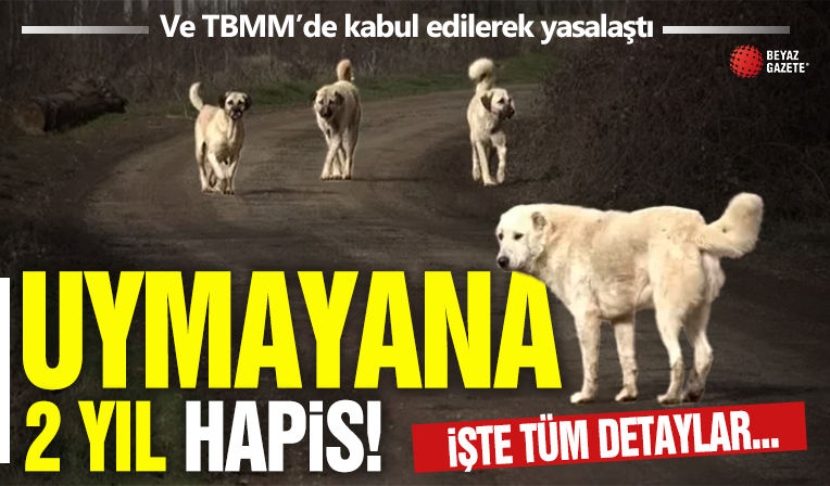 İşte tüm detaylarıyla başıboş köpek düzenlemesi: Uymayana 2 yıl hapis! Ve TBMM'de kabul edildi