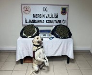 Jandarma 3 Adrese Baskin Yapti, 14 Kilo Esrar Ele Geçirdi