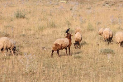 Koyunlarin Üzerine Konarak Beslenen Kuslar Ilginç Görüntüler Olusturuyor