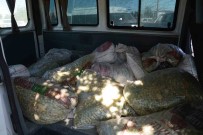 TIGEM Sahasindan 1,5 Ton Fistik Çalan Sahislar Yakalandi
