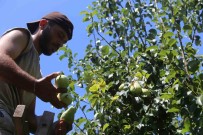 Yaz Tatilinde Tarlaya Kostular, 40 Derece Sicakta Hasat Yaptilar