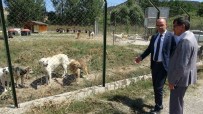 Baskan Kahveci Açiklamasi 'Kütahya Belediyesi Hayvanlarin Yasatilmasi Yönünde Gayret Gösterecektir'