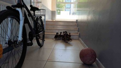 Yavrularini Hayata Gözlerini Açtigi Yere Getirdi