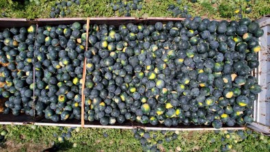 Adana'nin Çekirdeksiz Karpuzu Avrupa Sofralarini Süslüyor